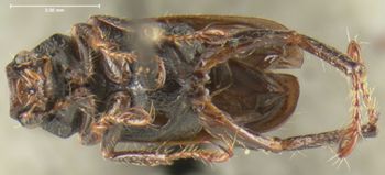 Media type: image;   Entomology 24870 Aspect: habitus ventral view